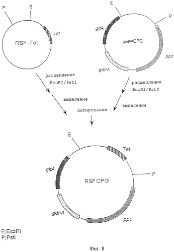 Штамм enterobacter agglomerans, способ получения l-глутаминовой кислоты (варианты) и способ получения микроорганизма для выработки l-глутаминовой кислоты (патент 2261272)