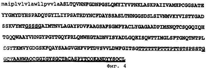 Штамм penicillium funiculosum, продуцирующиий комплекс ферментов - целлюлазу, эндо-1,4--ксиланазу, целлобиогидролазу, -глюкозидазу, эндо-1,3(4)- -глюканазу, ферулоил-эстеразу, жидкая кормовая добавка и сухой корм для сельскохозяйственных животных (патент 2261910)