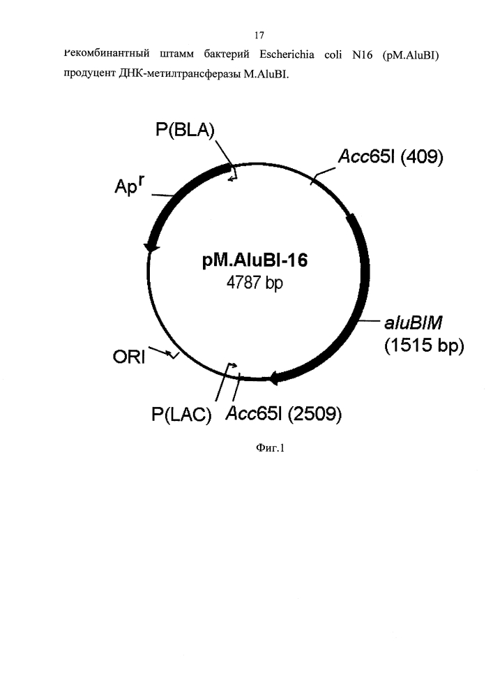 Рекомбинантный штамм бактерий escherichia coli n16 (pm.alubi) - продуцент днк-метилтрансферазы m.alubi (патент 2603086)
