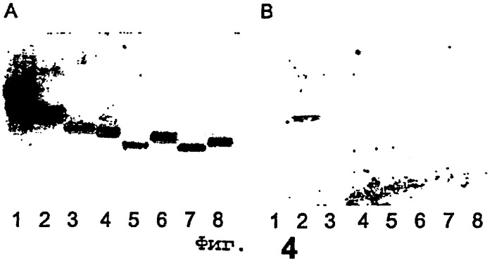 Новые вещества, связывающиеся с helicobacter pylori, и их применение (патент 2283115)