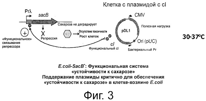 Плазмида без устойчивости к антибиотику (патент 2548809)