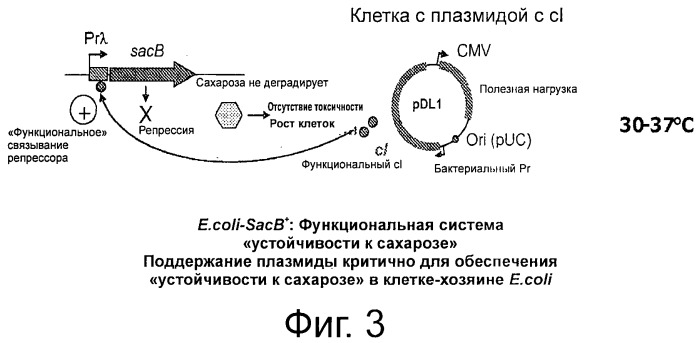 Плазмида без устойчивости к антибиотику (патент 2548809)