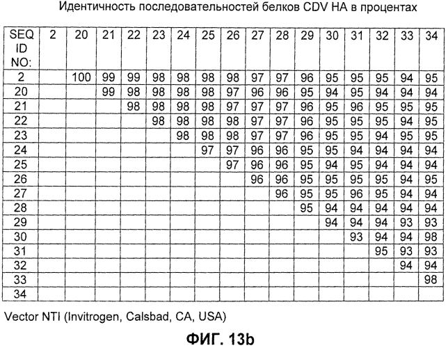 Композиции рекомбинантного cdv и ее применение (патент 2567337)