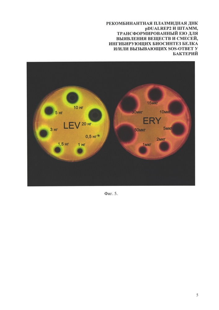 Рекомбинантная плазмидная днк pdualrep2 и штамм, трансформированный ею для выявления веществ и смесей, ингибирующих биосинтез белка и/или вызывающих sos-ответ у бактерий (патент 2620074)