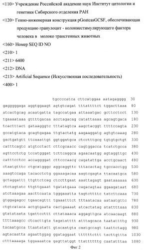 Генно-инженерная конструкция pgoatcasgcsf, обеспечивающая продукцию гранулоцит-колониестимулирующего фактора человека в молоко трансгенных животных (патент 2422529)