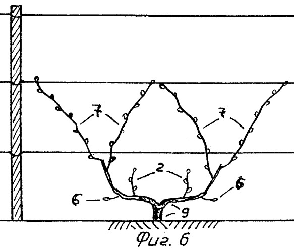 Способ ведения виноградных кустов (патент 2265316)