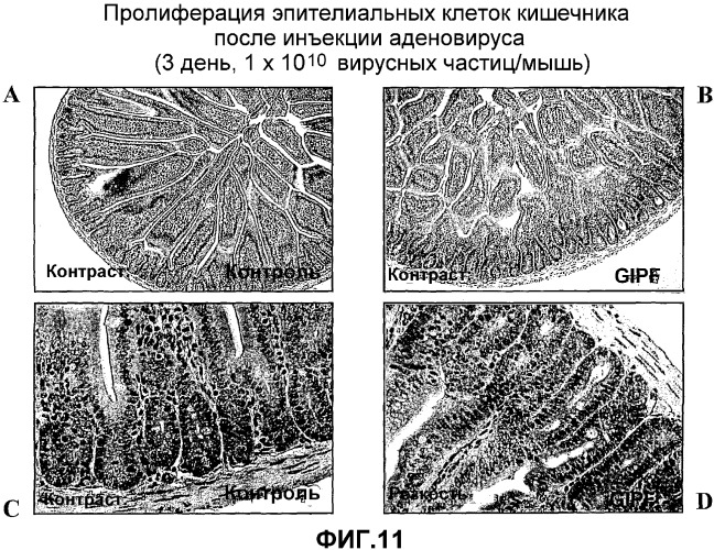 Желудочно-кишечный пролиферативный фактор и его применения (патент 2343158)