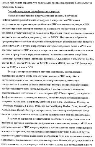 Способы и композиции для экспрессии антисмысловой вирусной рнк в клетках собаки (патент 2457250)