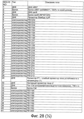 Плазмида без устойчивости к антибиотику (патент 2548809)