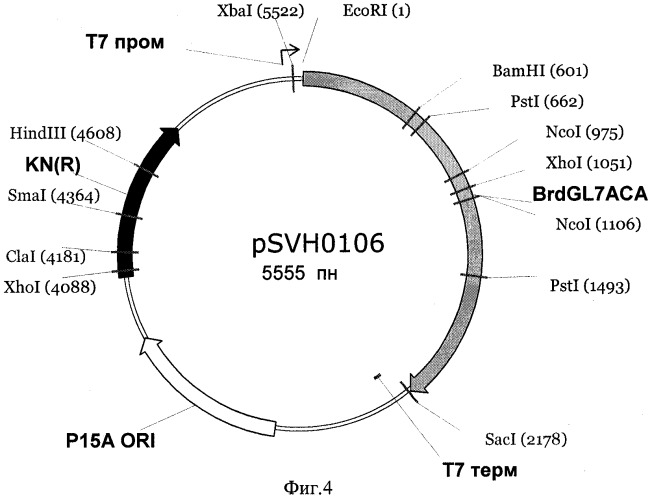 Рекомбинантная плазмида psvh0106, обеспечивающая синтез gl7aca-ацилазы в клетках escherichia coli, и рекомбинантный штамм escherichia coli bl21(de3)/psvh0106-продуцент gl7aca-ацилазы (патент 2300566)