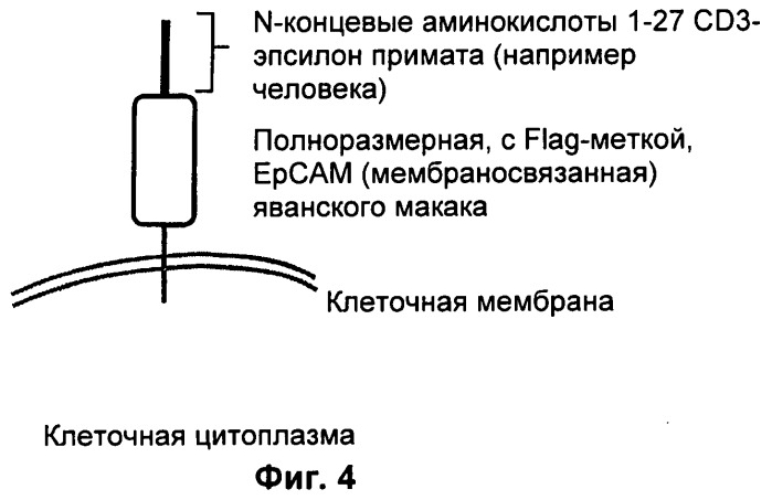 Pscaxcd3, cd19xcd3, c-metxcd3, эндосиалинxcd3, epcamxcd3, igf-1rxcd3 или fap-альфаxcd3 биспецифическое одноцепочечное антитело с межвидовой специфичностью (патент 2547600)