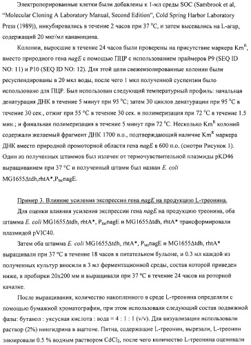 Способ получения l-аминокислот с использованием бактерии, принадлежащей к роду escherichia (патент 2312893)