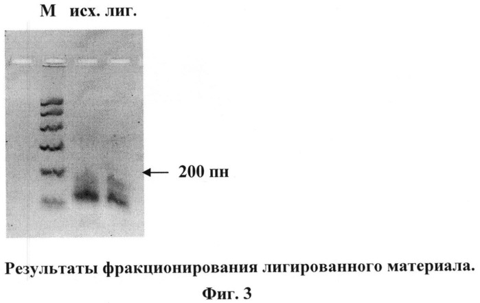 Способ получения кассетных генетических конструкций, экспрессирующих несколько рнк-шпилек (патент 2525935)