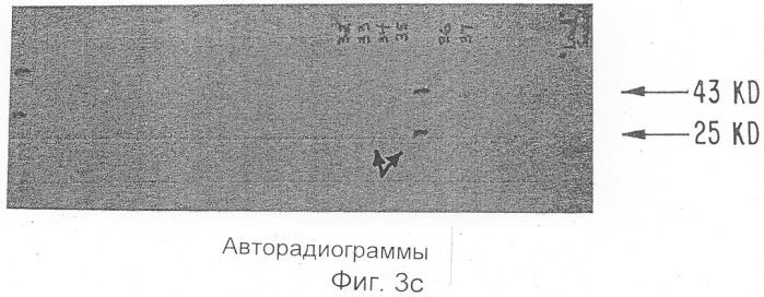 Ингибитор интерлейкина-1, способ его получения, молекула днк, кодирующая ингибитор интерлейкина-1 и его предшественник (патент 2286388)