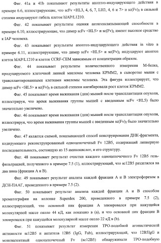 Агонистическое соединение, способное специфически узнавать и поперечно сшивать молекулу клеточной поверхности или внутриклеточную молекулу (патент 2430927)