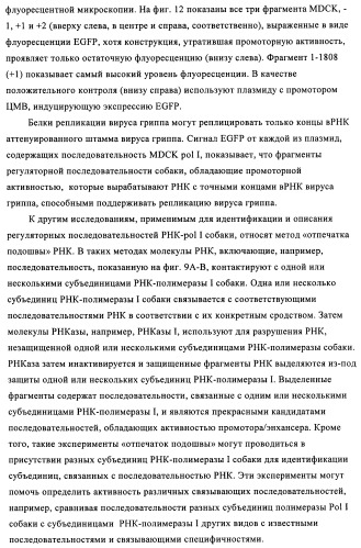 Способы и композиции для экспрессии антисмысловой вирусной рнк в клетках собаки (патент 2457250)