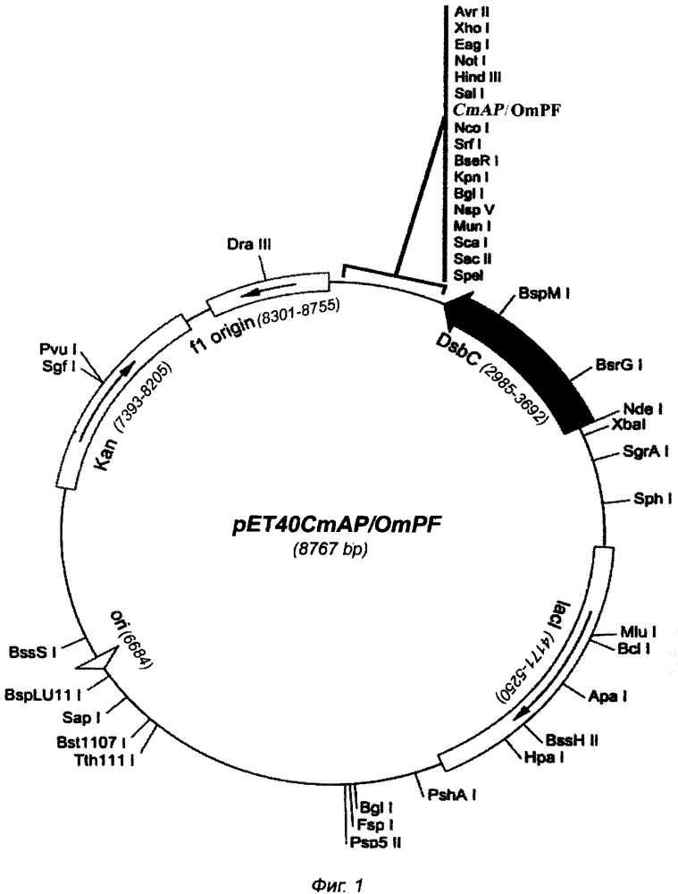 Рекомбинантная плазмидная днк pet40cmap/ompf, кодирующая гибридный бифункциональный полипептид cmap/ompf со свойствами высокоактивной щелочной фосфатазы cmap и порообразующего мембранного белка ompf, и рекомбинантный штамм e. coli rosetta (de3)/pet40cmap/ompf - продуцент гибридного бифункционального полипептида cmap/ompf (патент 2634871)