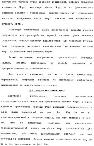 Поликлональное антитело против nogo, фармацевтическая композиция и применение антитела для изготовления лекарственного средства (патент 2432364)