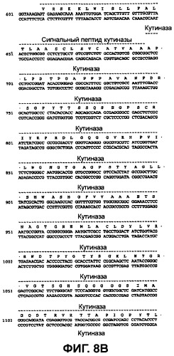 Модифицированные варианты ингибиторов протеаз bowman birk (патент 2509776)