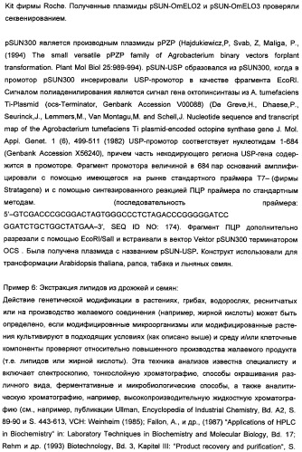 Способ получения полиненасыщенных кислот жирного ряда в трансгенных организмах (патент 2447147)