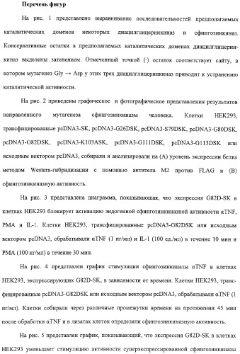 Сфингозинкиназа (варианты), нуклеиновая кислота, ее кодирующая (варианты), и их применение (патент 2326945)
