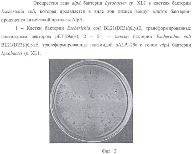 Литическая протеаза alpa бактерии lysobacter sp. xl1, фрагмент днк, кодирующий литическую протеазу alpa бактерии lysobacter sp. xl1, и способ получения литической протеазы alpa бактерии lysobacter sp. xl1 (патент 2407782)