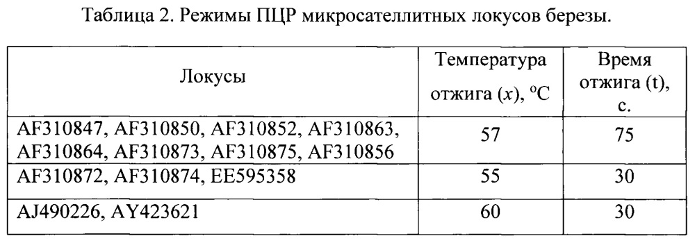 Способ молекулярного маркирования, основанный на микросателлитных локусах, предназначенный для идентификации генотипов березы (патент 2646112)