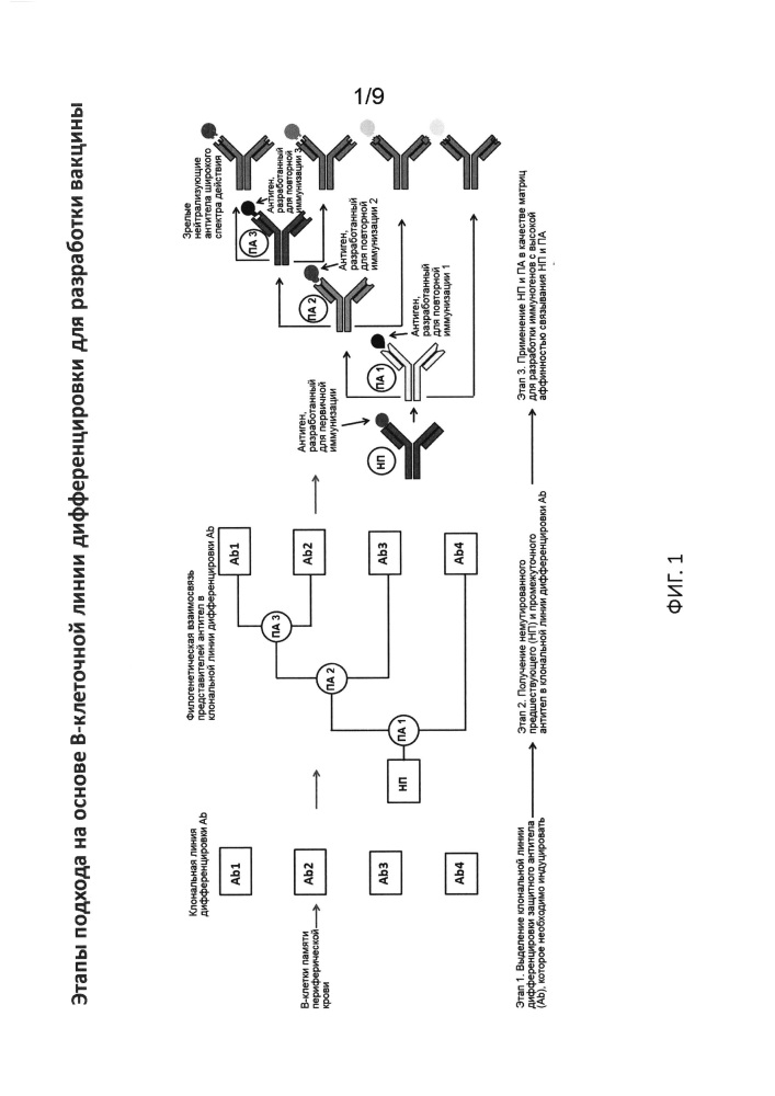 Разработка иммуногена на основе в-клеточной линии дифференцировки с использованием гуманизированных животных (патент 2664187)