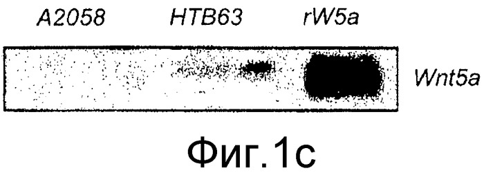 Применение производных пептида wnt5-a для лечения меланомы и рака желудка (патент 2517190)