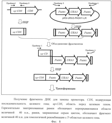 Дрожжевой экстракт, содержащий гамма-glu-x или гамма-glu-x-gly, и способ его получения (патент 2496864)