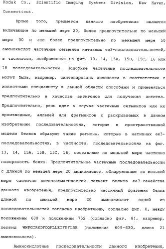 Ее3-семейство белков и соответствующие днк-последовательности (патент 2333918)