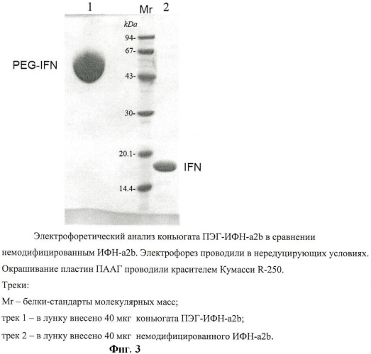 Новый функционально активный высокоочищенный стабильный конъюгат интерферона   с полиэтиленгликолем, представленный одним позиционным изомером пэг-n h-ифн, с уменьшенной иммуногенностью, с пролонгированным биологическим действием, пригодный для медицинского применения, и иммунобиологическое средство на его основе (патент 2447083)