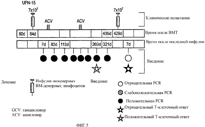 Т-клетки с трансдуцированным в них антигеном, применяемые в качестве системы доставки антигенов (патент 2330884)