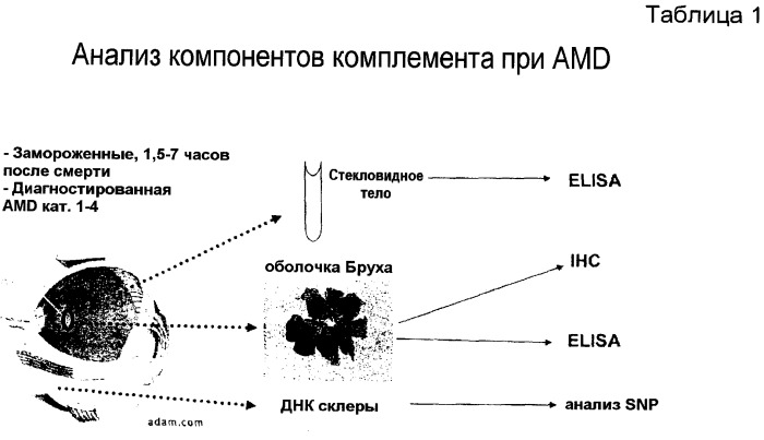 Профилактика и лечение патологических состояний глаз, вызванных комплементом (патент 2522976)