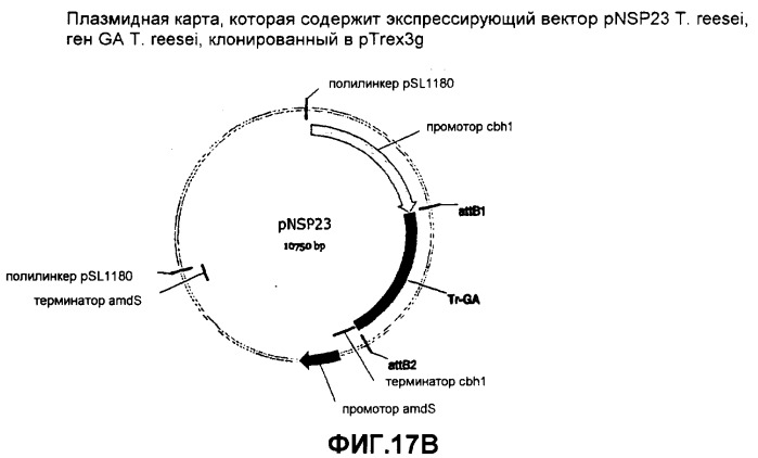 Глюкоамилаза trichoderma reesei и ее гомологи (патент 2394101)