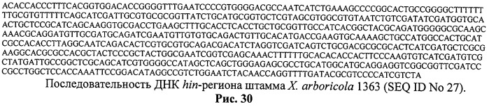 Способ идентификации и дифференциации прокариотических организмов (патент 2486251)