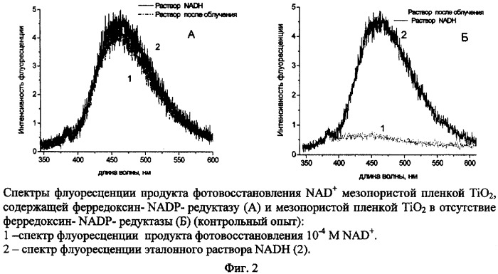 Фотобиокатализатор для получения восстановленных форм никотинамидных коферментов nadh или nadph и фотокаталитический способ получения nadh или nadph (патент 2416644)