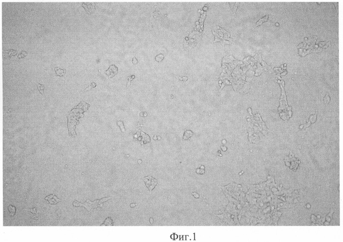 Микроноситель для культивирования субстратзависимых клеток животных in vitro (патент 2328527)