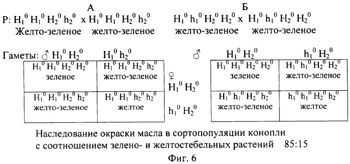 Способ определения генетической структуры популяции конопли (патент 2324337)