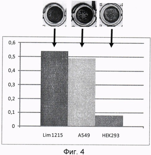 Наноантитело, специфически связывающее белок сеа, способ его использования для детекции этого белка (патент 2493166)