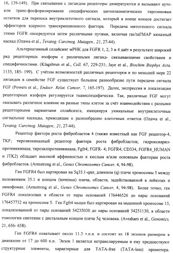 Композиции и способы модуляции экспрессии рецептора фактора роста фибробластов 4 (fgfr4) (патент 2501803)