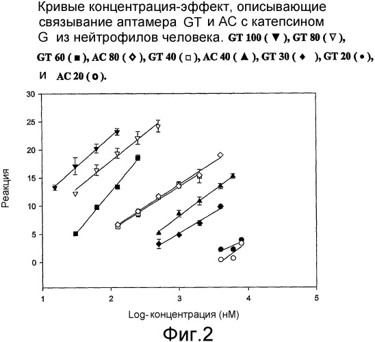 Аптамеры на основе днк для катепсина g человека (патент 2360000)