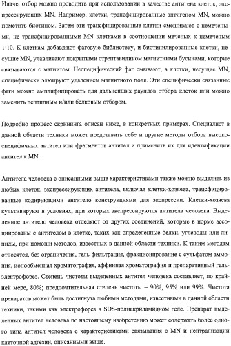 Антитела человека, обладающие активностью связывания c mn и нейтрализации клеточной адгезии (патент 2317998)