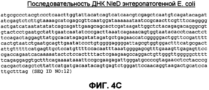 Бактериальные факторы вирулентности и варианты их применения (патент 2465331)