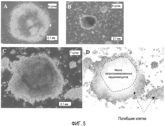 Способ селекции кардиомиоцитов (варианты) (патент 2426784)