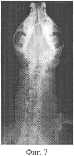 Способ остеосинтеза шейного отдела позвоночника у мелких домашних животных (патент 2328245)