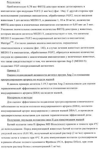 Стабилизированные антитела против ангиопоэтина-2 и их применение (патент 2509085)