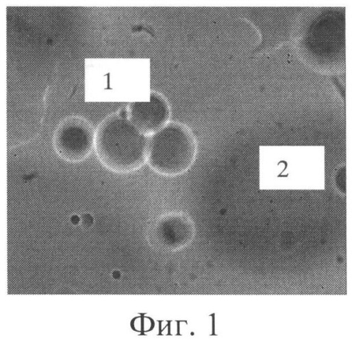 Штамм bacillus lentus - продуцент бактериоциноподобной субстанции антимикробного действия и способ получения бактериоциноподобной субстанции (патент 2530552)