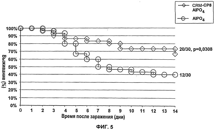 Конъюгат полисахарид-белок для индуцирования иммунного ответа и защиты против инфекции staphylococcus aureus, способы получения конъюгата (варианты), композиция, содержащая конъюгат и способы индуцирования иммунного ответа и предотвращения инфекции staphylococcus aureus (патент 2531234)