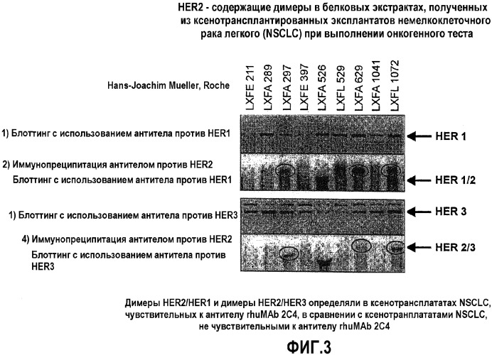 Способы идентификации опухолей, восприимчивых к лечению антителами против erbb2 (патент 2338751)